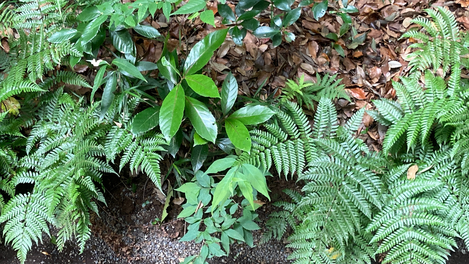 明治神宮シダ植物